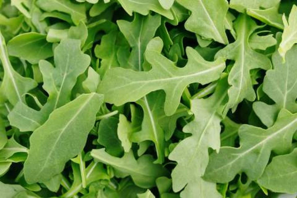 Ρόκα Rocket Leaves Γενικές Πληροφορίες Isofruit