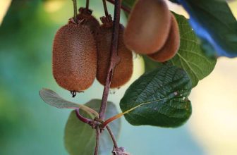 Η Εφαρμογή της Δυναμικής Ψύξης στα Ακτινίδια