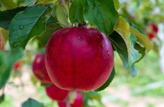 Μετασυλλεκτική Διαχείριση στα Μήλα