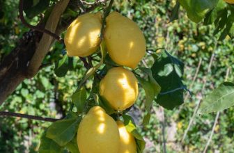 Μετασυλλεκτική Διαχείριση στα Λεμόνια