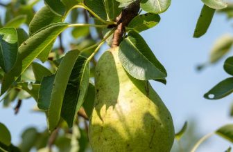 Μετασυλλεκτική Διαχείριση στα Αχλάδια
