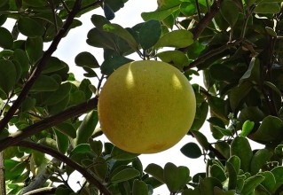 Σημαντικές Συμβουλές για την ιδανική απόδοση της συντήρησης γκρέιπφρουτ σε Ψυκτικούς Θαλάμους.