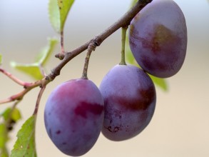 Σημαντικές Συμβουλές για την ιδανική απόδοση της συντήρησης δαμάσκηνων σε Ψυκτικούς Θαλάμους.