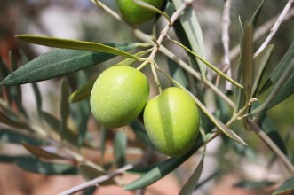 Σημαντικές Συμβουλές για την ιδανική απόδοση της συντήρησης ελιών σε Ψυκτικούς Θαλάμους.