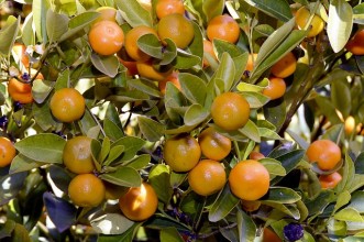 Σημαντικές Συμβουλές για την ιδανική απόδοση της συντήρησης μανταρινιών σε Ψυκτικούς Θαλάμους.