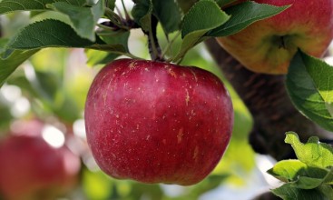 Σημαντικές Συμβουλές για την ιδανική απόδοση της συντήρησης μήλων σε Ψυκτικούς Θαλάμους.
