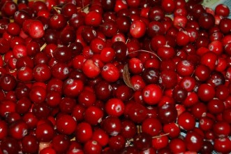 Οξύκοκκος (Cranberry) – Γενικές Πληροφορίες