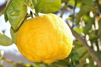 Λεμόνια – Γενικές Πληροφορίες