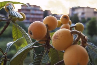 Σημαντικές Συμβουλές για την ιδανική απόδοση της συντήρησης μούσμουλων σε Ψυκτικούς Θαλάμους.