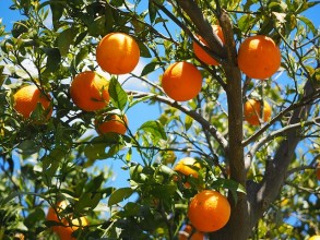 Σημαντικές Συμβουλές για την ιδανική απόδοση της συντήρησης πορτοκαλιών σε Ψυκτικούς Θαλάμους.