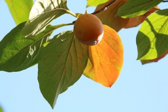 Σημαντικές Συμβουλές για την ιδανική απόδοση της συντήρησης λωτών σε Ψυκτικούς Θαλάμους.
