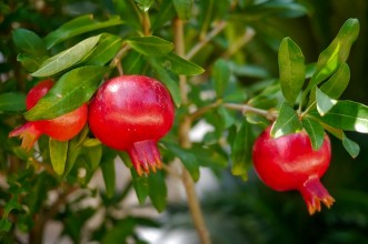 Σημαντικές Συμβουλές για την ιδανική απόδοση της συντήρησης ροδιών σε Ψυκτικούς Θαλάμους.