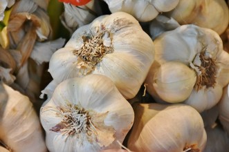 Σκόρδα – Γενικές Πληροφορίες